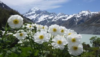 Day Tours from Christchurch